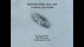 Oxytricha fallax [upl. by Gnil]