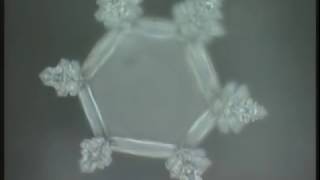 Masaru Emoto  Messages de lEau Documentaire [upl. by Ahsela757]