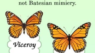 Batesian Mimicry Vs Mullerian Mimicry [upl. by Potash]