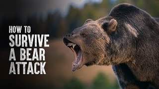 How to Survive a Bear Attack According to Science [upl. by Irep696]