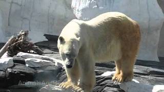 Polar Bears Vocalizing [upl. by Lebasy]