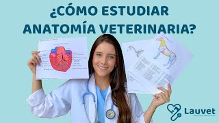 CÓMO ESTUDIAR ANATOMÍA VETERINARIA  Lauvet [upl. by Notslar]