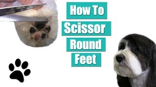 How To Clip amp Scissor Round Feet  Havanese Grooming Tips [upl. by Dicky]