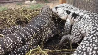 Argentine Tegus Breeding BehaviorREPTICULA FARMS [upl. by Tuck880]