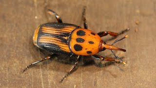 Justin Whittle  Farming of the Red Palm Weevil [upl. by Yrian]