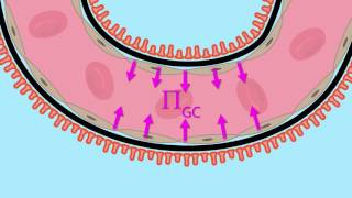 Glomerular Filtration Net Ultrafiltration Pressure [upl. by Thad]