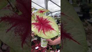 Gardening Tip  Caladium [upl. by Hallette323]