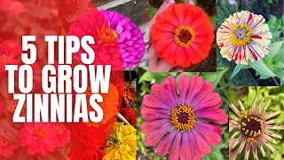 5 Tips to Grow AMAZING Zinnias  How To Grow Zinnias  Cut Flower Garden [upl. by Maunsell770]