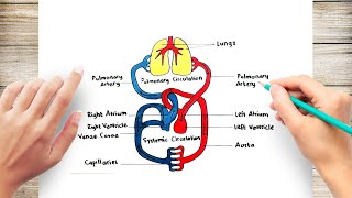 How to Draw Human Circulatory System [upl. by Sheffie]