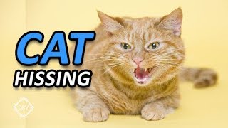 Cat Sounds Hissing and Growling [upl. by Anwat]