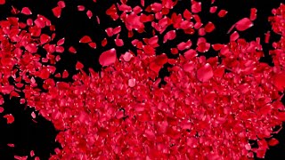 FALLING PETALS Background Effect  ROSE PETALS Falling  Black Screen [upl. by Liarret]