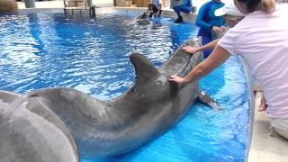 Petting amp Feeding Dolphins [upl. by Winzler]