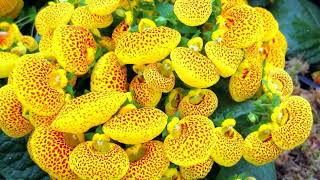 How to Grow Calceolaria [upl. by Aicerg100]