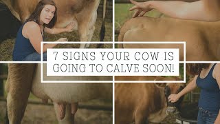 7 Signs Your Cow is Going to Calve Soon [upl. by Margie413]