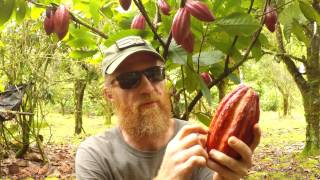 Making Chocolate Cacao Tree To Chocolate Bar [upl. by Zebulon]