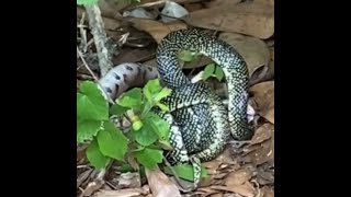 King snake vs copperhead Epic battle between snakes caught on video in Alabama [upl. by Htnamas780]