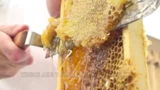 How To Extract Honey From A Bee Hive Beginners Guide [upl. by Aryas240]