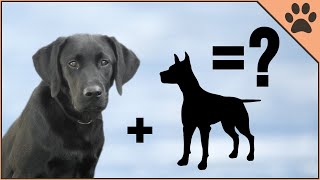 10 Unbelievable Labrador Mix Breeds [upl. by Abrams]