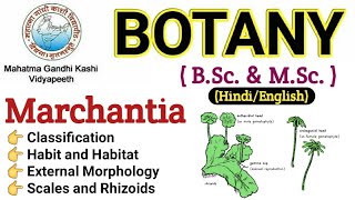 Marchantia  Morphology Of Marchantia  BSc 1st year BotanyMarchantia Thallus Marchantia in Hindi [upl. by Nodnerb543]