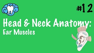 Head amp Neck Anatomy  Ear Muscles  INBDE [upl. by Monahan]