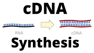 cDNA Synthesis Protocol by Reverse Transcription [upl. by Walczak]