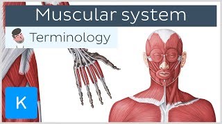 Muscles Part 1  Muscle Cells Crash Course Anatomy amp Physiology 21 [upl. by Freeborn774]