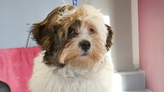 Grooming Guide  Grooming Havanese Puppy 56 [upl. by Notsruht]