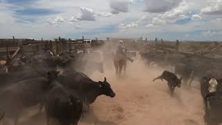 Roping and Branding Cattle  Despain Ranch [upl. by Davy]