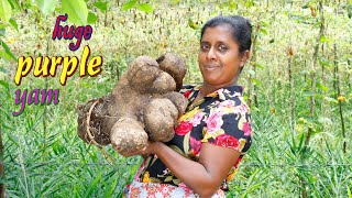 Purple yam with a huge turnI make it today as a favorite food for my kids village kitchen recipe [upl. by Obla528]