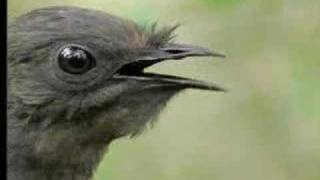 Amazing Bird Sounds From The Lyre Bird  David Attenborough  BBC Wildlife [upl. by Geraud]