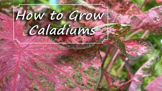 Caladium Care  PlantingGrowingStoring Bulbs [upl. by Hairahcez]