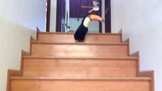 Toucan Hopping Down the Stairs [upl. by Bennink]