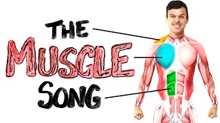 The Muscle Song Memorize Your Anatomy  SCIENCE SONGS [upl. by Hjerpe]