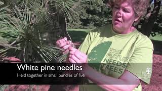 How to identify white pine Pinus strobus [upl. by Surovy]