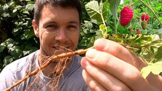 How to Propagate and Multiply Raspberry Plants [upl. by Flinn430]