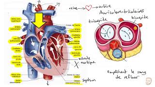 Le système cardiovasculaire [upl. by Sirhc]