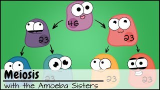 Meiosis Updated [upl. by Asiruam492]