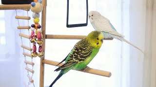 3 Hour Budgie Sounds for Lonely Budgies [upl. by Enovi]