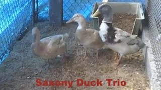 Duck Breeds  Saxony Ducks [upl. by Namie]