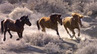 Wild Horses No Home on the Range  Retro Report  The New York Times [upl. by Namara]