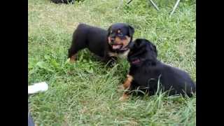 Rottweiler Puppies 4 weeks Playing [upl. by Krawczyk]