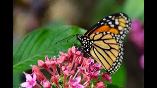 Lepidoptera and Host Plants [upl. by Cesaria]