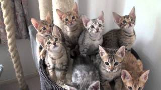 Meulicats Ocicats kittens follow the leader 10082010mov [upl. by Ynwat]