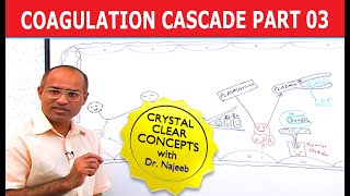 Coagulation Cascade  Part 312 [upl. by Wiggins]