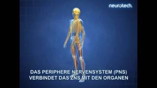 Grundlagen 1 Das Nervensystem ZNS PNS neurotech [upl. by Astri]