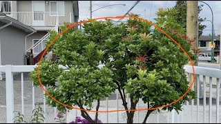 Pieris Japonica  Further Pruning  August 26 2020 [upl. by Breeze]