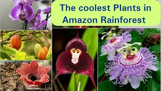 The coolest plants in the Amazon Rainforest [upl. by Nitin]