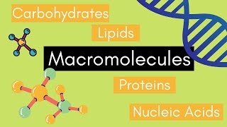 Beginners Guide to MACROMOLECULES [upl. by Nylasoj507]