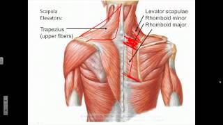 Upperlimb Anatomy Scapula Elevation and Depression [upl. by Ytsur]