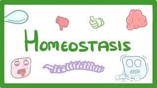 GCSE Biology  Homeostasis 54 [upl. by Jenifer]